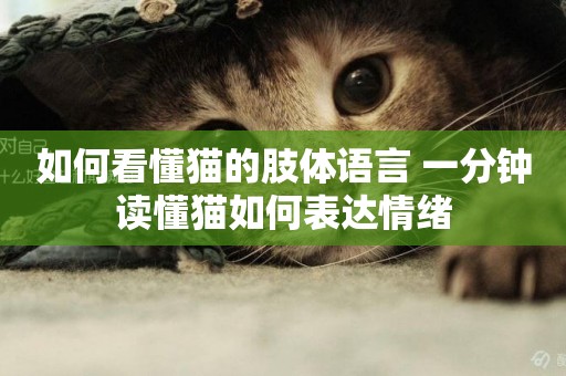 如何看懂貓的肢體語言 一分鐘讀懂貓如何表達情緒