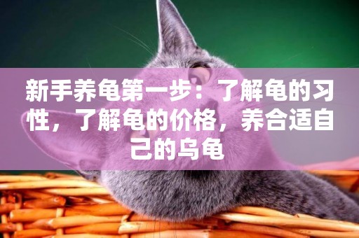 新手養龜第一步：了解龜的習性，了解龜的價格，養合適自己的烏龜 