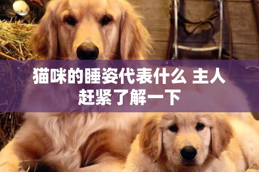 貓咪的睡姿代表什么 主人趕緊了解一下