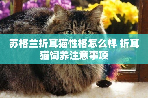 蘇格蘭折耳貓性格怎么樣 折耳貓飼養注意事項