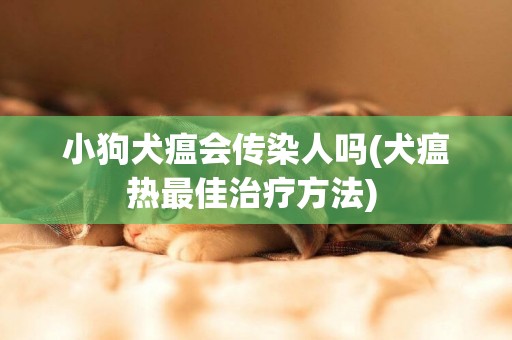 小狗犬瘟會傳染人嗎(犬瘟熱最佳治療方法) 