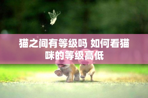 貓之間有等級嗎 如何看貓咪的等級高低