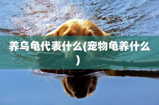 養烏龜代表什么(寵物龜養什么) 