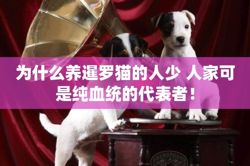 為什么養暹羅貓的人少 人家可是純血統的代表者！