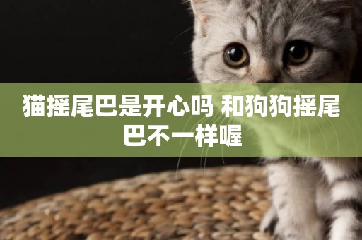 貓搖尾巴是開心嗎 和狗狗搖尾巴不一樣喔