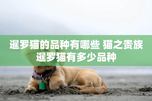 暹羅貓的品種有哪些 貓之貴族暹羅貓有多少品種