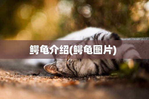鱷龜介紹(鱷龜圖片) 