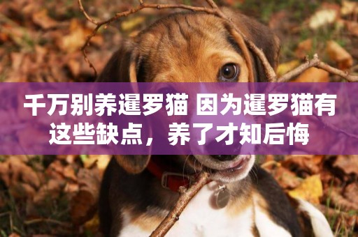 千萬別養暹羅貓 因為暹羅貓有這些缺點，養了才知后悔