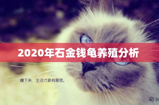2020年石金錢龜養殖分析 