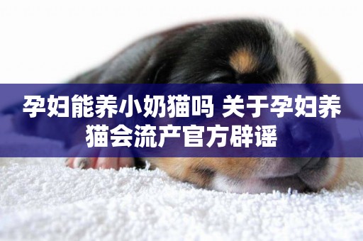 孕婦能養小奶貓嗎 關于孕婦養貓會流產官方辟謠