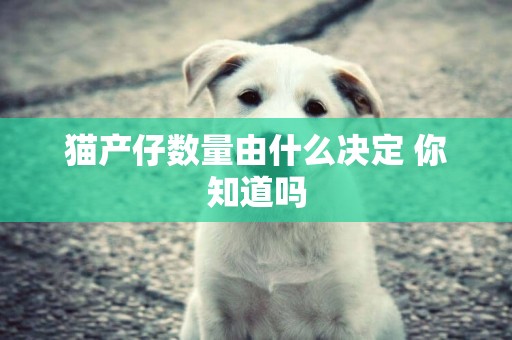 貓產仔數量由什么決定 你知道嗎