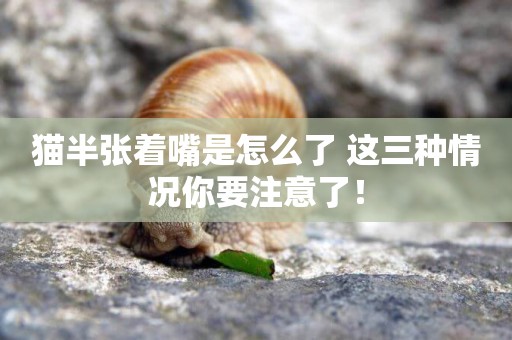 貓半張著嘴是怎么了 這三種情況你要注意了! 貓半張著嘴是怎么了 這三種情況你要注意了!