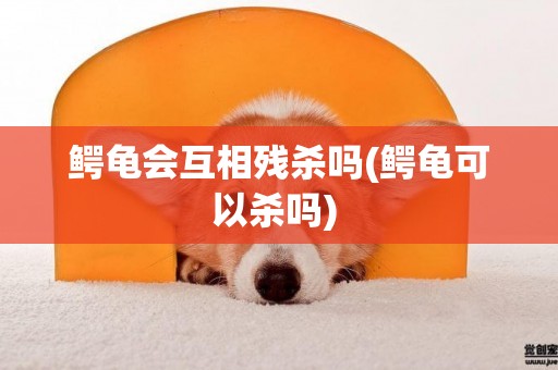 鱷龜會互相殘殺嗎(鱷龜可以殺嗎) 