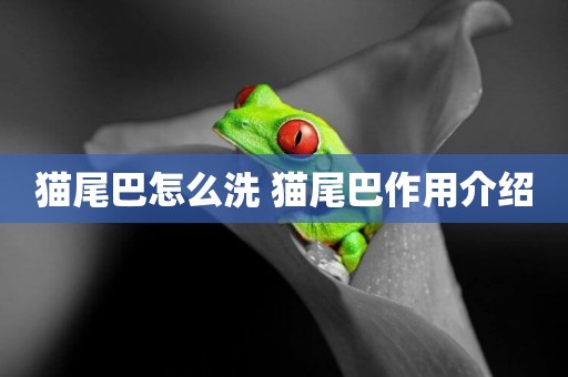 貓尾巴怎么洗 貓尾巴作用介紹