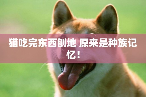 貓吃完東西刨地 原來是種族記憶！