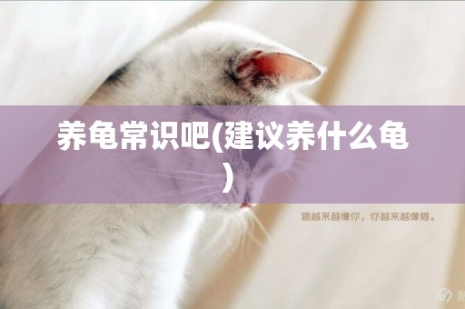 養龜常識吧(建議養什么龜) 