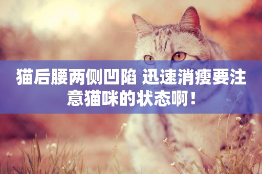 貓后腰兩側凹陷 迅速消瘦要注意貓咪的狀態啊！