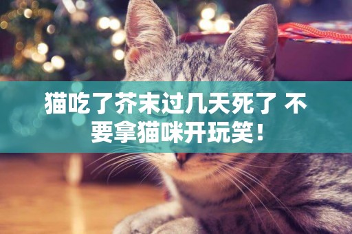 貓吃了芥末過幾天死了 不要拿貓咪開玩笑！