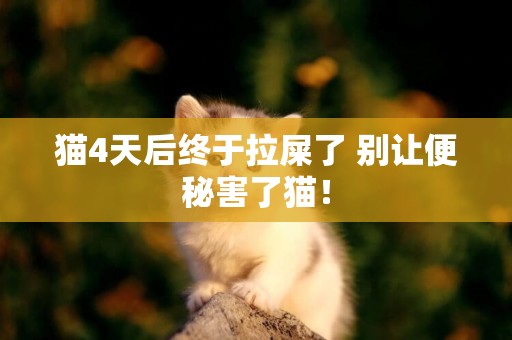 貓4天后終于拉屎了 別讓便秘害了貓！