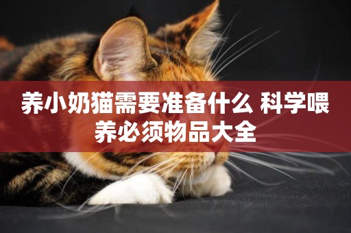 養小奶貓需要準備什么 科學喂養必須物品大全