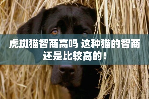 虎斑貓智商高嗎 這種貓的智商還是比較高的！