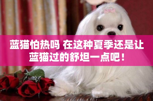 藍貓怕熱嗎 在這種夏季還是讓藍貓過的舒坦一點吧！