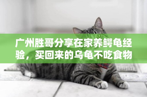 廣州勝哥分享在家養鱷龜經驗，買回來的烏龜不吃食物，怎么辦 