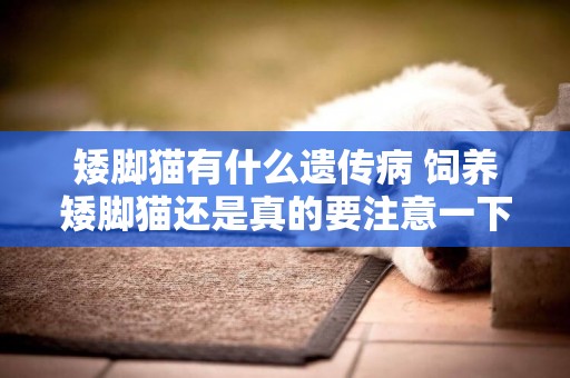 矮腳貓有什么遺傳病 飼養矮腳貓還是真的要注意一下呢！
