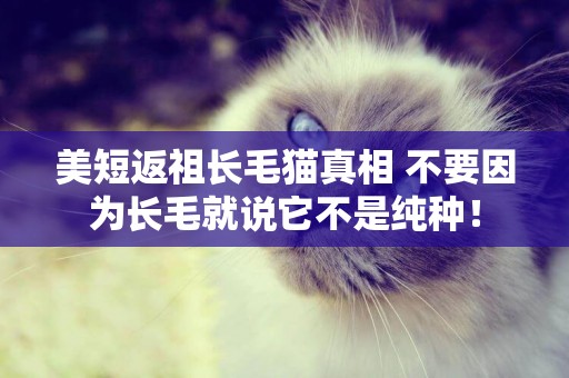 美短返祖長毛貓真相 不要因為長毛就說它不是純種！