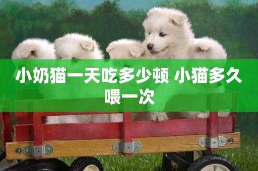 小奶貓一天吃多少頓 小貓多久喂一次