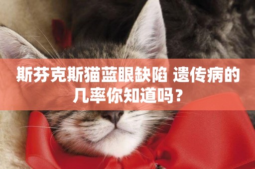 斯芬克斯貓藍眼缺陷 遺傳病的幾率你知道嗎？