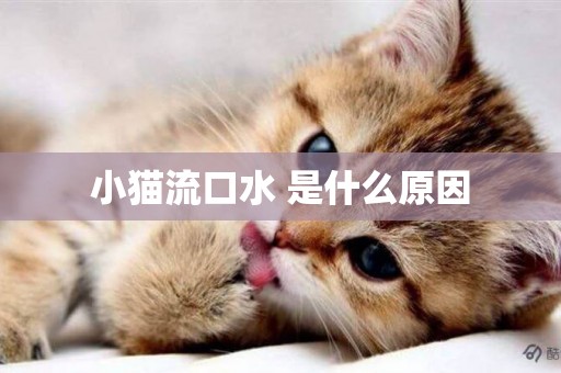 小貓流口水 是什么原因