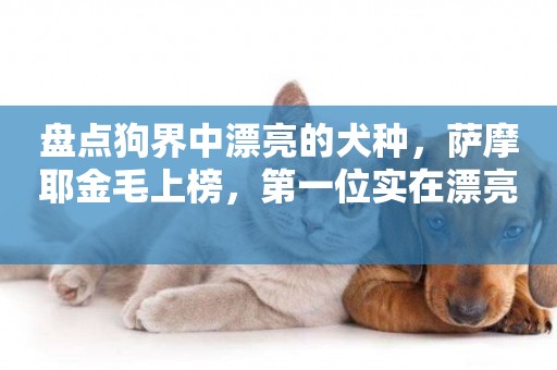 盤點狗界中漂亮的犬種，薩摩耶金毛上榜，第一位實在漂亮 