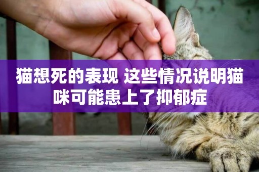 貓想死的表現 這些情況說明貓咪可能患上了抑郁癥