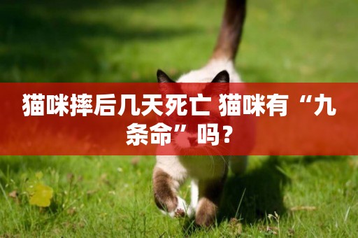 貓咪摔后幾天死亡 貓咪有“九條命”嗎？