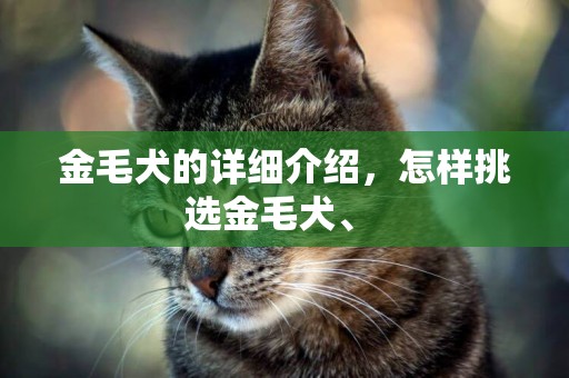 金毛犬的詳細介紹，怎樣挑選金毛犬、 