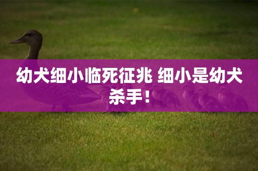 幼犬細小臨死征兆 細小是幼犬殺手！