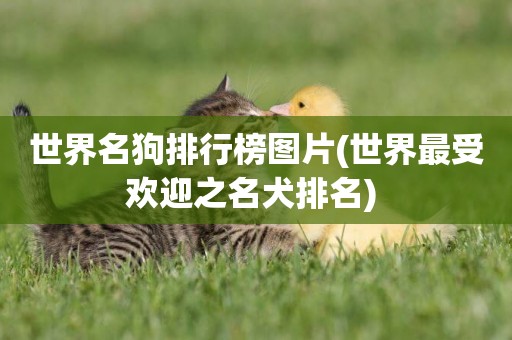 世界名狗排行榜圖片(世界最受歡迎之名犬排名) 