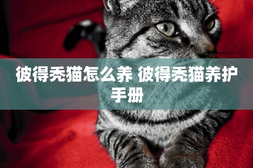 彼得禿貓怎么養 彼得禿貓養護手冊