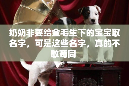 奶奶非要給金毛生下的寶寶取名字，可是這些名字，真的不敢茍同 