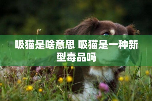 吸貓是啥意思 吸貓是一種新型毒品嗎