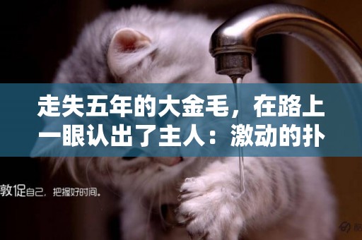 走失五年的大金毛，在路上一眼認出了主人：激動的撲了上去 