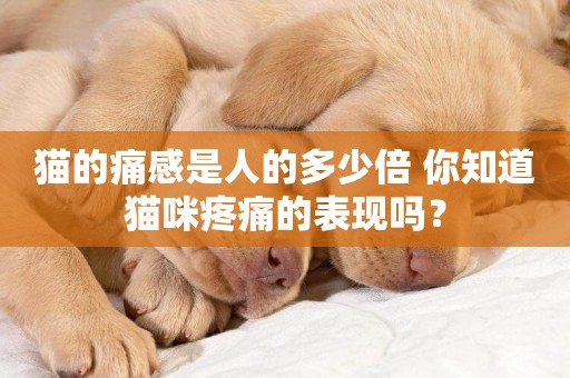 貓的痛感是人的多少倍 你知道貓咪疼痛的表現嗎？