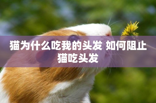 貓為什么吃我的頭發 如何阻止貓吃頭發