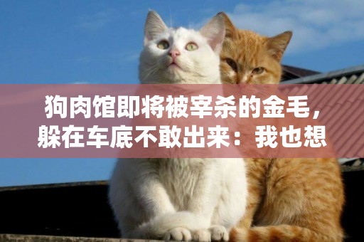 狗肉館即將被宰殺的金毛，躲在車底不敢出來：我也想活下去呀 