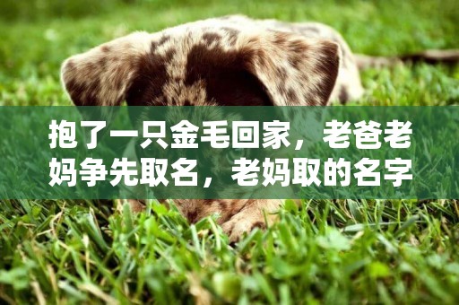抱了一只金毛回家，老爸老媽爭先取名，老媽取的名字讓人笑壞了！ 