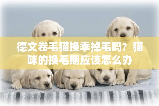德文卷毛貓換季掉毛嗎?  貓咪的換毛期應該怎么辦