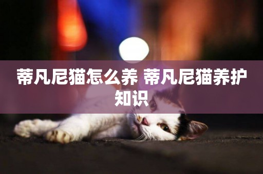 蒂凡尼貓怎么養 蒂凡尼貓養護知識