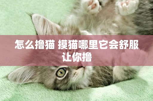 怎么擼貓 摸貓哪里它會舒服讓你擼