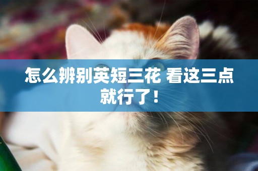 怎么辨別英短三花 看這三點就行了！